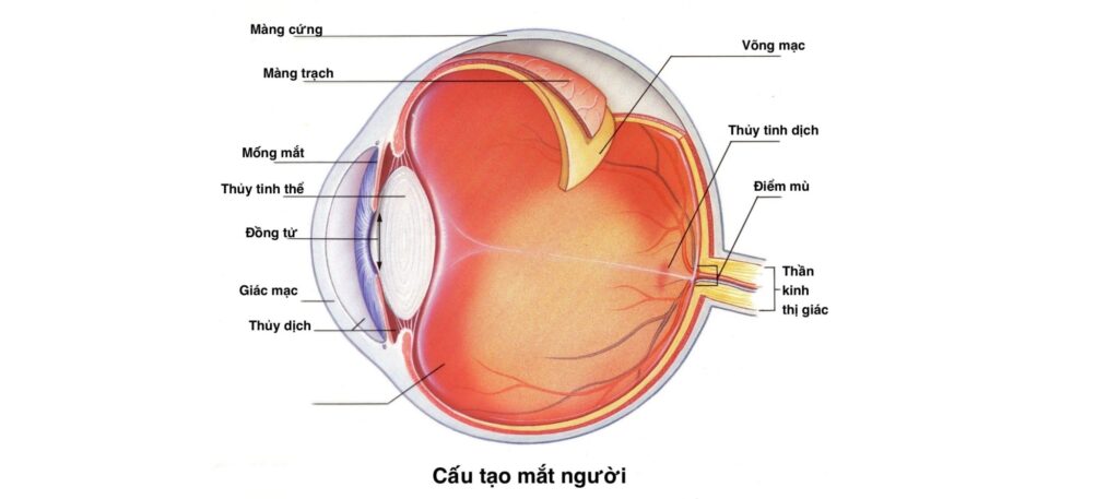 Prima Saigon: tìm hiểu về Bong Võng mạc và cách điều trị