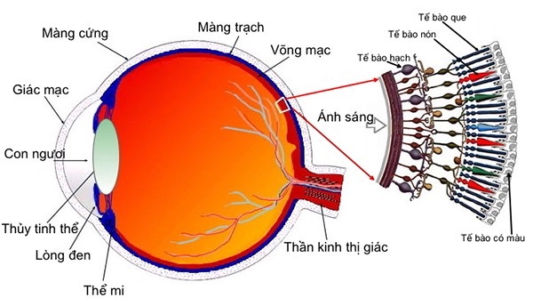 Prima Saigon: các tia sáng không hội tụ trên võng mạc mà lại hội tụ ở trước hoặc sau võng mạc làm hình ảnh của vật mà ta nhìn thấy bị mờ đi.