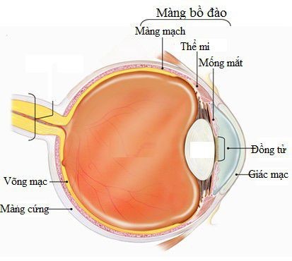 Prima Saigon: Viêm màng bồ đào là một bệnh mắt khá phổ biến trên thế giới