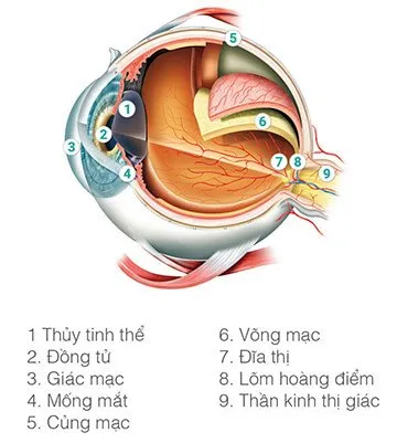 Prima Saigon: cấu tạo bên trong của Mắt